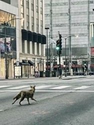 Coyote on Michigan Ave Meme Template