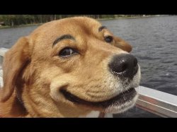 smiling dog Meme Template