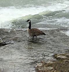 Suicidal goose Meme Template