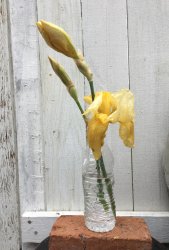 Yellow Gladiola Meme Template