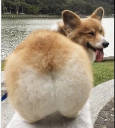 Corgi Butt Meme Template