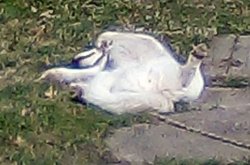 Belly Rub? Meme Template