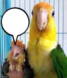 parrots Meme Template