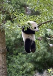 Panda Just hanging around Meme Template
