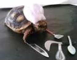 turtle with chef hat Meme Template
