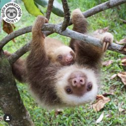 Just Hanging (Sloth and Baby) Meme Template