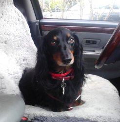 Dog in Car Driver's Seat Meme Template