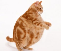 Chonk Cat dance Meme Template