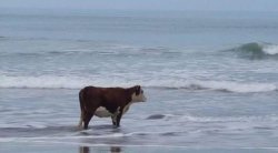 Cow on beach Meme Template