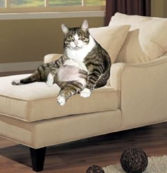 Fat Cat On Lounge Chair Meme Template