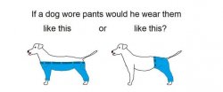 How a Dog Would Wear Pants Meme Template
