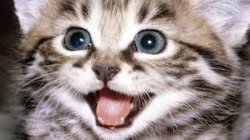 Funny Cat Meme Template
