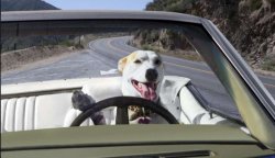 Dog in car Meme Template