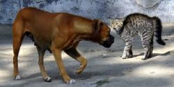 Dog vs Cat Fight Meme Template