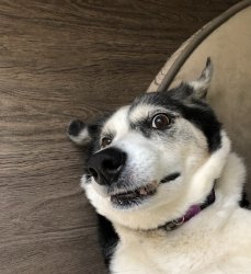 Ava Badava Meme Template