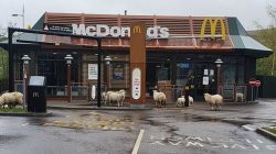 Sheep outside McDonalds Meme Template