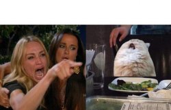 Women yelling at different cat Meme Template