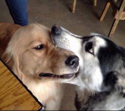 Doggo bite/kiss Meme Template
