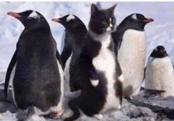 Penguin cat Meme Template