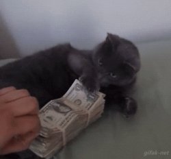 money cat Meme Template