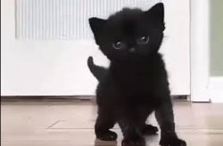 my black kitten Meme Template