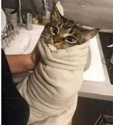 Angry cat wrap Meme Template