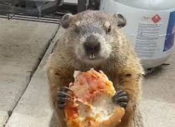 Groundhog eating pizza Meme Template