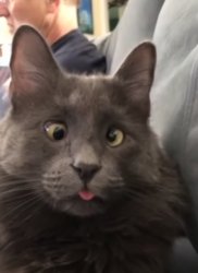 Hillary 2016 voting cat Meme Template