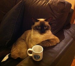 Coffee Cat Meme Template