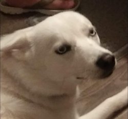 Not impressed Meme Template