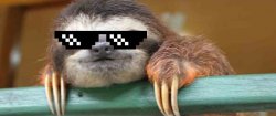 fancy sloth Meme Template