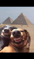 Pyramid dogs Meme Template