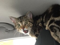 Cat WHAT Meme Template