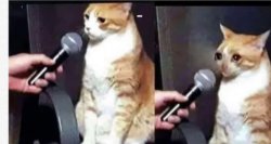 Interviewer cat Meme Template