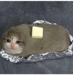 Baked potato cat Meme Template