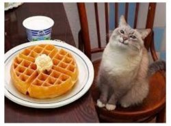 Cat smiling at waffle Meme Template