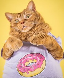 Chonk Cat donut Meme Template