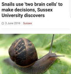 Snails Use Two Brain Cells Meme Template