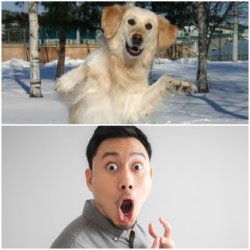 Dog dancing surprised face Meme Template