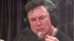 Elon Musik Weed Meme Template