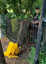 Hooded deer stuck in fence Meme Template