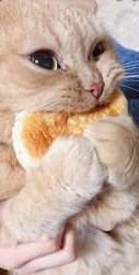 waffle cat Meme Template