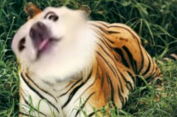 By ANTHONY JOSEPH BONGIARDINA Meme Template