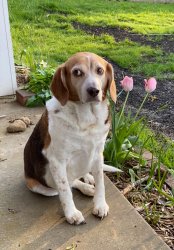 Pickles the guilty beagle Meme Template