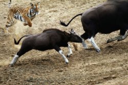 Tiger chasing guar Meme Template