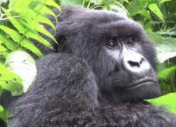 Mountain Gorilla in Africa Meme Template