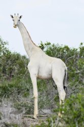 Albino Giraffe Meme Template