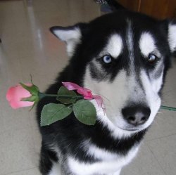 Dog with flowers Meme Template