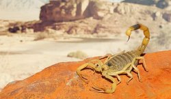 Egyptian deathstalker scorpion Meme Template
