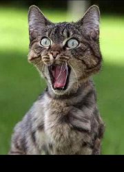Outraged pussy with two ears Meme Template